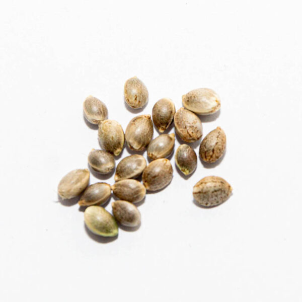 BBG Infinity CBD graines bulk 50