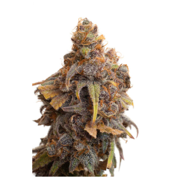 JYM's Strawberry CBD 10 graines