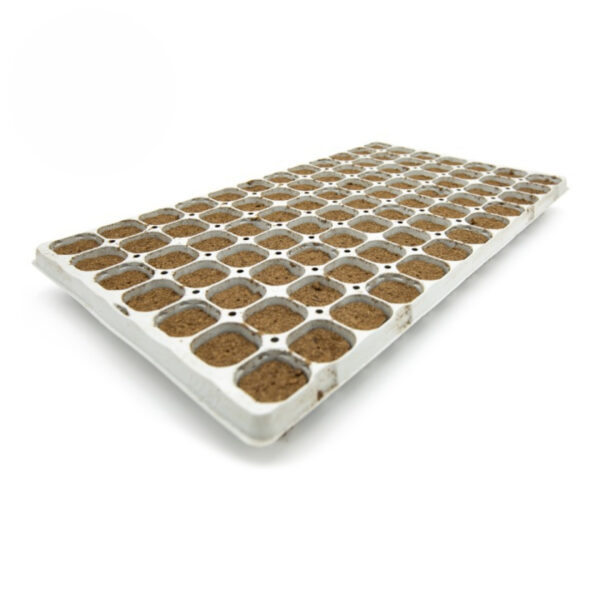 Cannsa 84 Tray