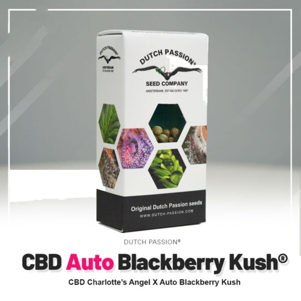 Dutch Passion Auto CBD Blackberry Kush - Graines 3 pcs