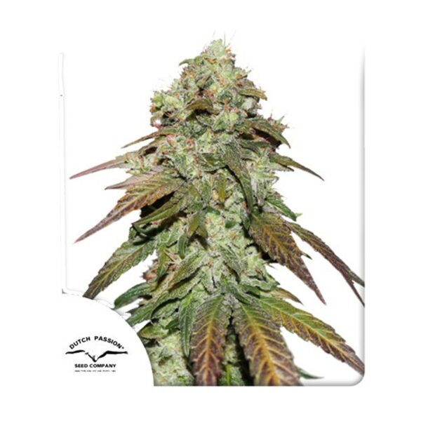 Dutch Passion CBD Mazar - Graines Féminisées 5 pcs