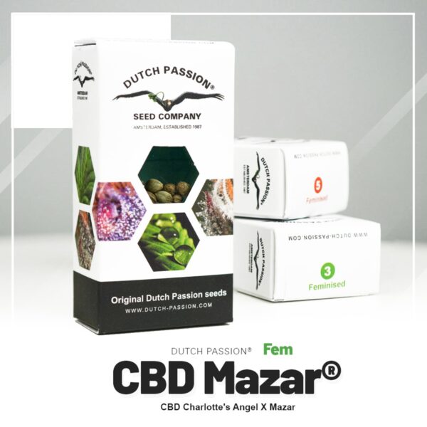 Dutch Passion CBD Mazar - Graines Féminisées 10 pcs – Image 1