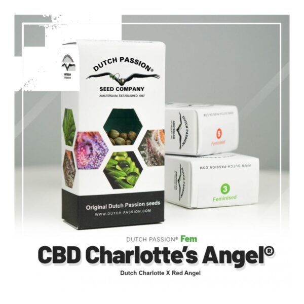 Dutch Passion Charlottes Angel CBD - Graines Féminisées 3 pcs – Image 1