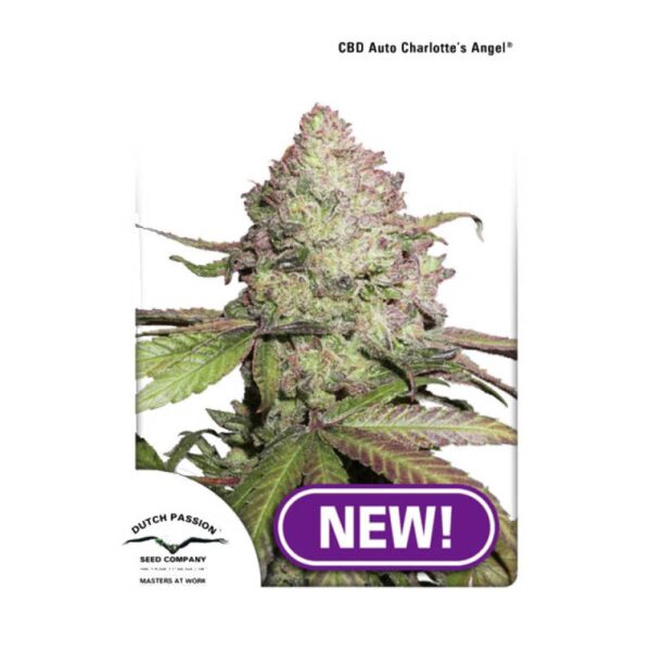 Dutch Passion Charlottes Angel CBD Auto - Graines Féminisées 3 pcs