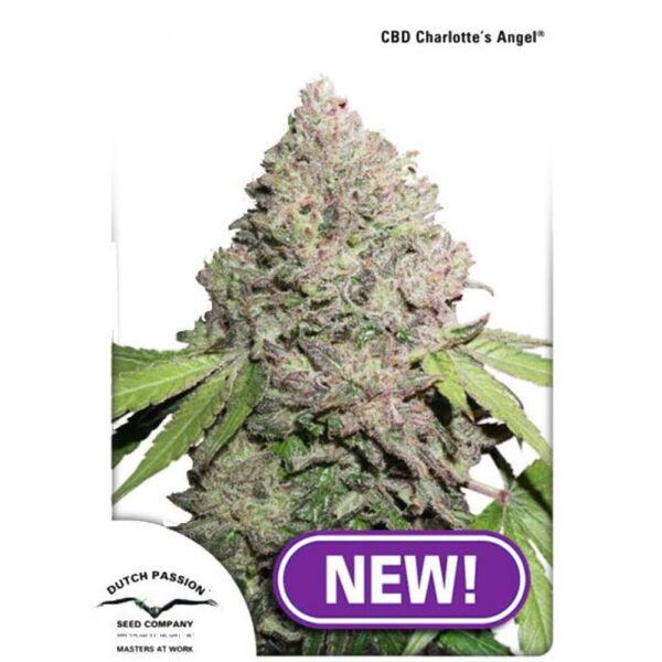 Dutch Passion Charlottes Angel CBD - Graines Féminisées 5 pcs