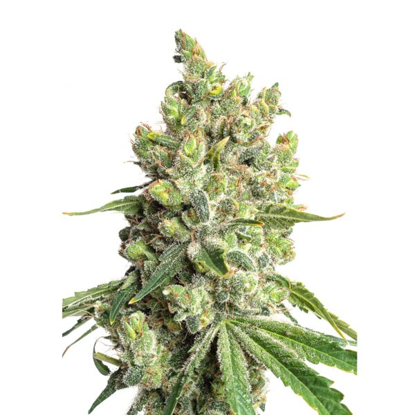 JYM's Limonic CBD - Graines Féminisées 3 pcs